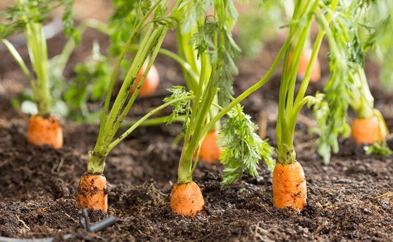 Cuándo y cómo debo fertilizar las zanahorias