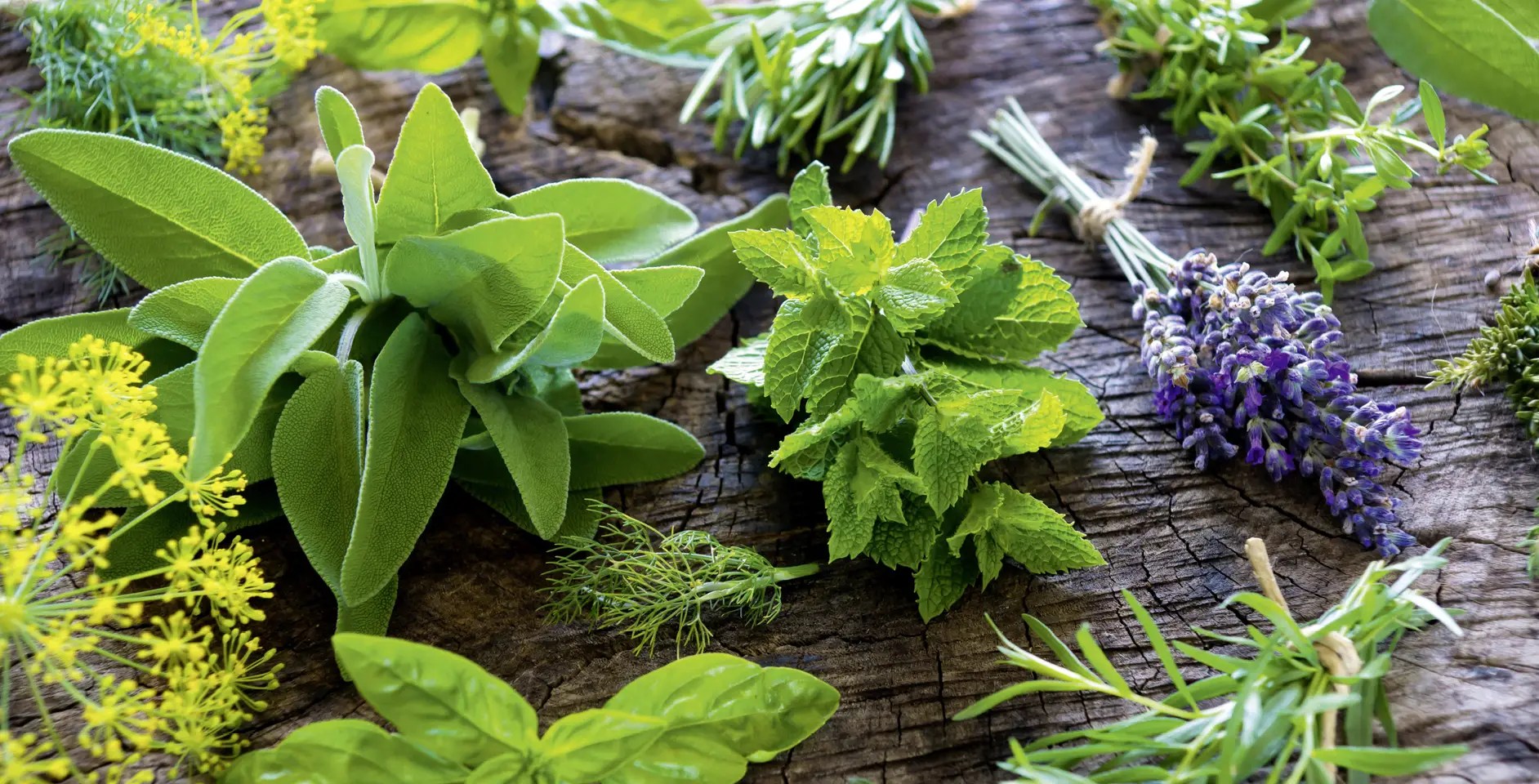 Es recomendable podar las hierbas aromáticas tras el trasplante para estimular su crecimiento