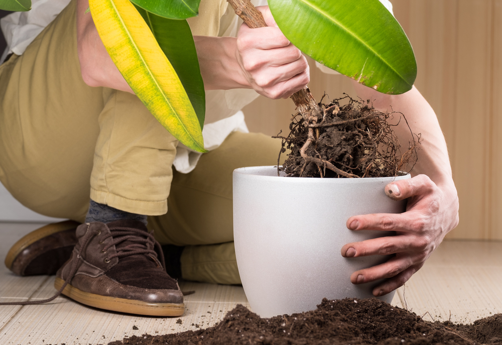 Cuál es la mejor manera de proteger las raíces durante el trasplante de plantas anuales