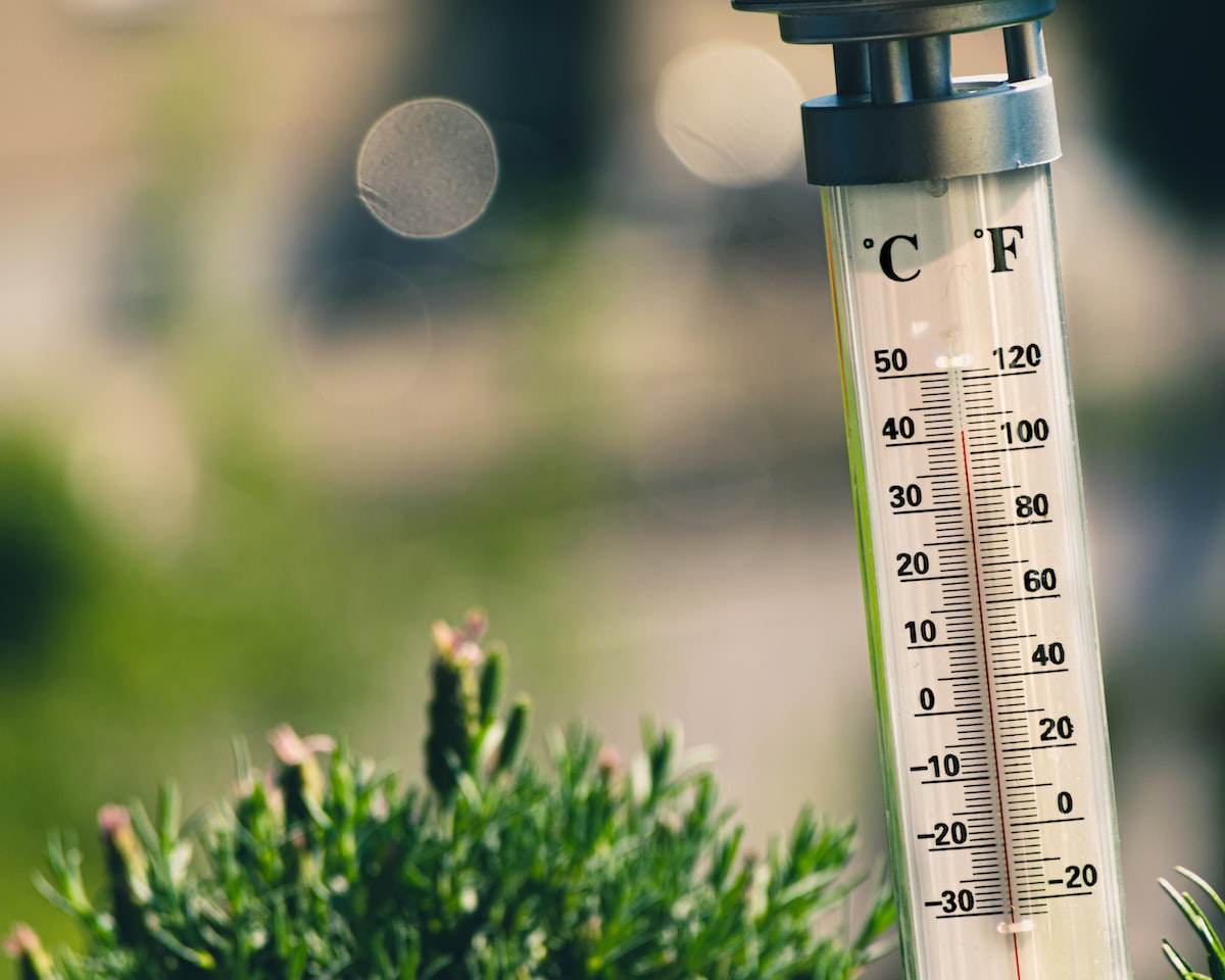 Cuál es la temperatura ideal para el crecimiento de hierbas medicinales