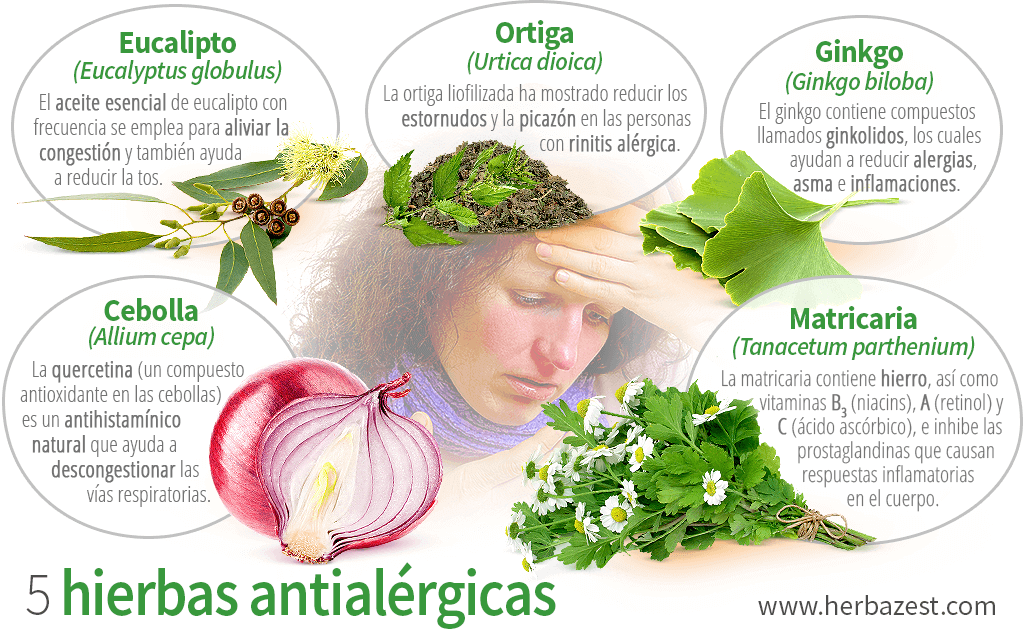 Cuáles son las hierbas medicinales que se pueden utilizar para aliviar síntomas de alergias