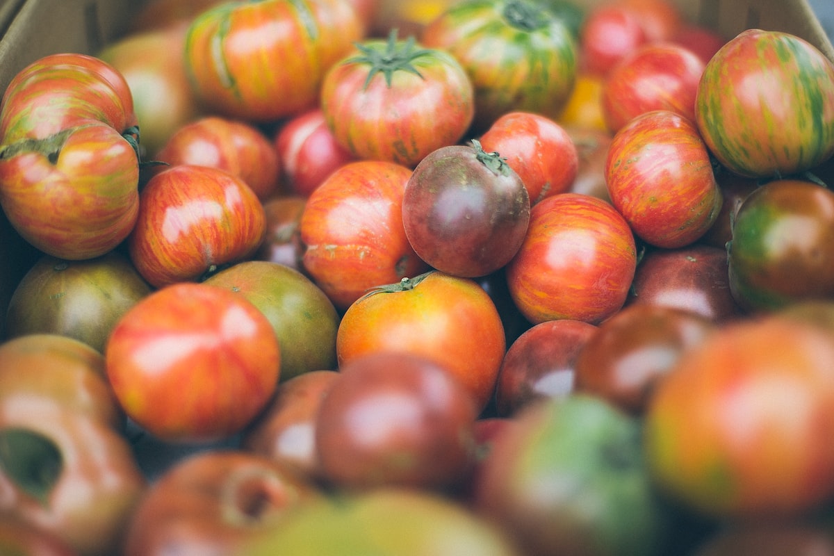 Cómo se previene y trata el mildiú en los tomates