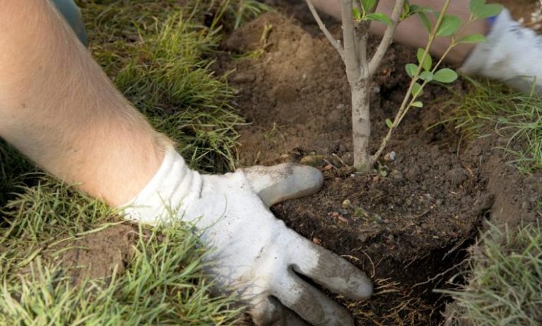 Cuál es la profundidad adecuada para enterrar las raíces de las hierbas aromáticas al realizar el trasplante