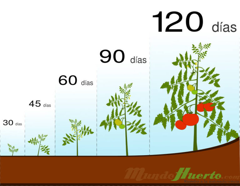 Cuánto tiempo tardan las hierbas en crecer desde que las siembro