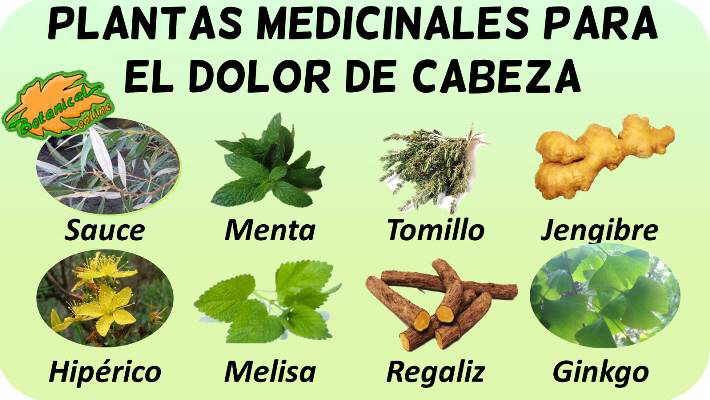 Cuáles son las hierbas medicinales más eficaces para aliviar los dolores de cabeza y las migrañas