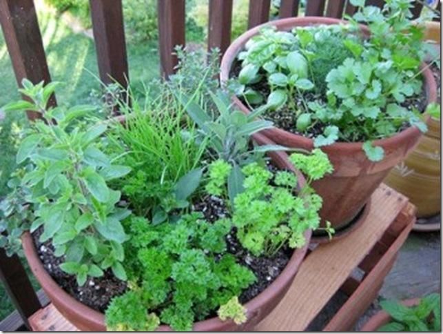 Es posible tener un jardín de hierbas en un apartamento sin jardín