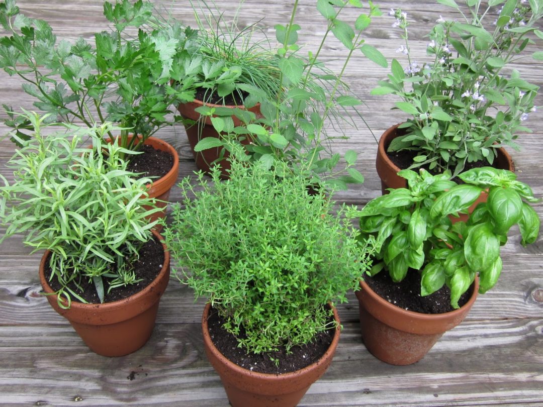 Es posible trasplantar las hierbas aromáticas en macetas o jardineras colgantes