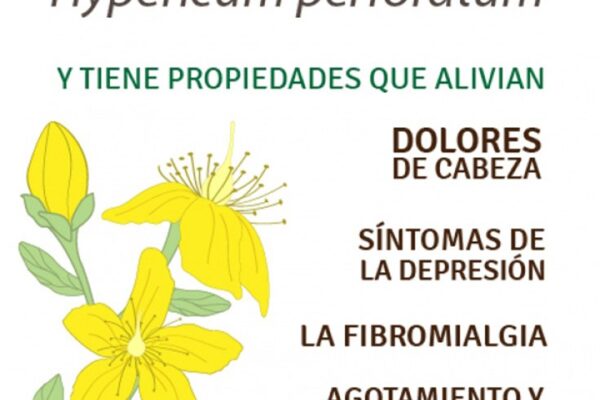 Cuáles son los beneficios de la hierba de San Juan como planta medicinal