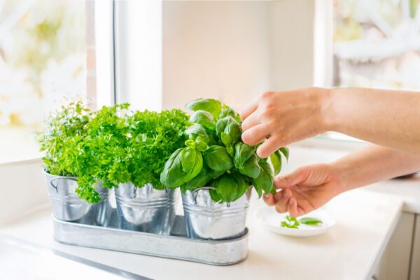 Es posible cultivar plantas aromáticas en espacios pequeños como balcones o ventanas
