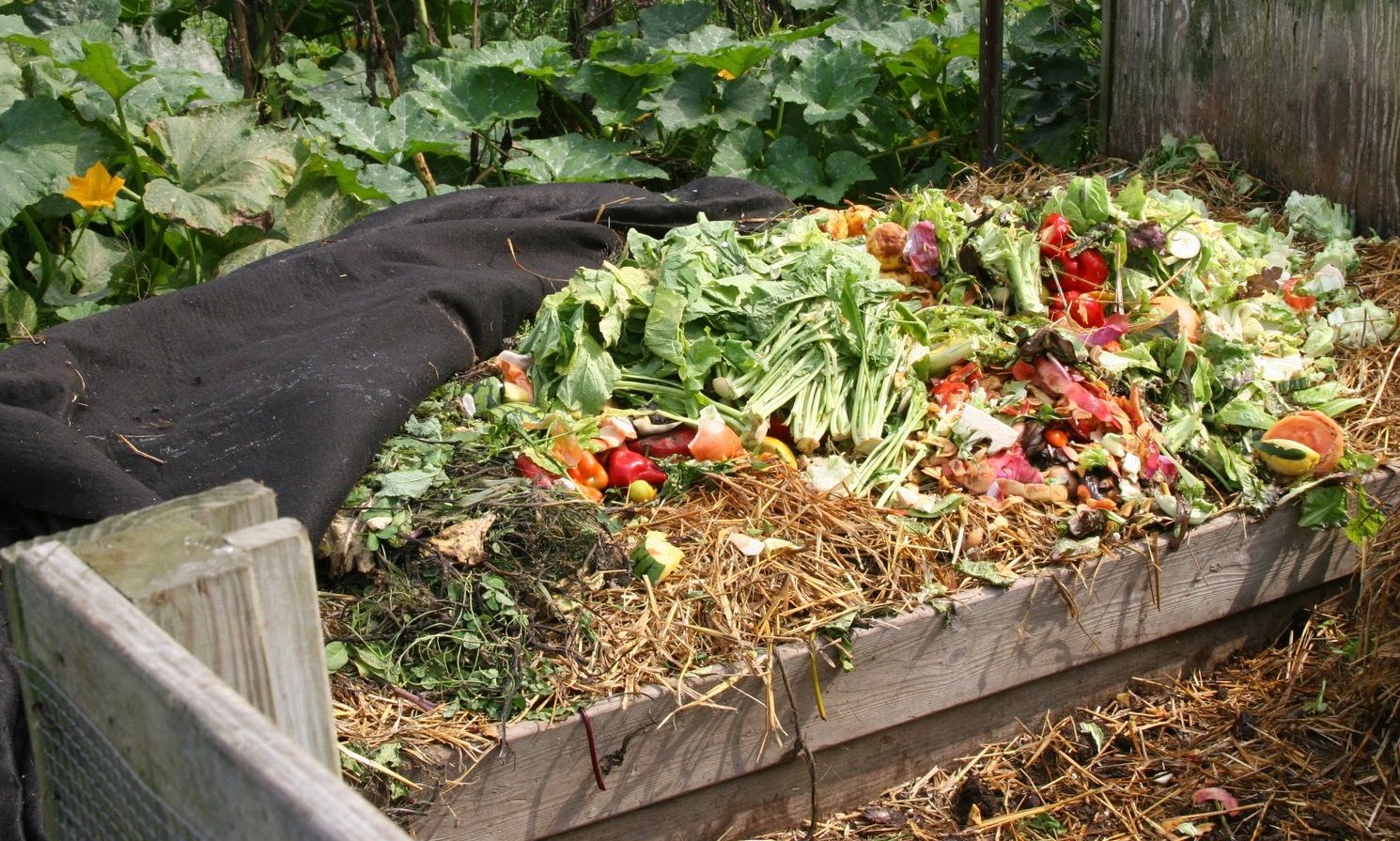 Qué plantas se benefician más del uso de compost en el jardín
