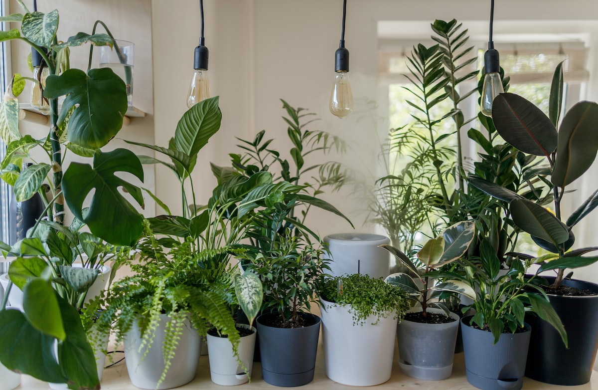 Qué plantas son ideales para la decoración con plantas en el hogar
